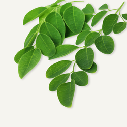 Moringa