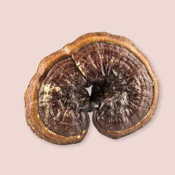 Reishi