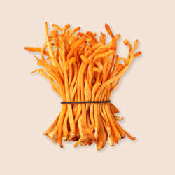 Cordyceps