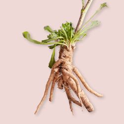 Inulin
