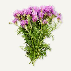 Astragalus