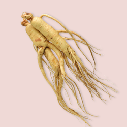 Panax Ginseng
