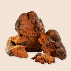 Chaga Pilz