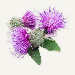 Mariendistel