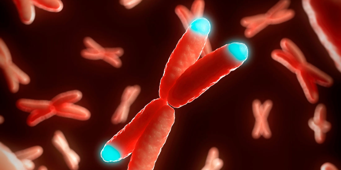 Telomere Verlängern. Ein Chromosom auf dem die Schutzkappen (Telomere) markiert sind.