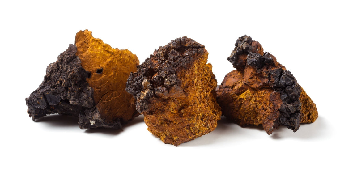 Chaga-Pilz: Wirkung des nordischen Heilpilzes (2025) - Zell Harmonie®