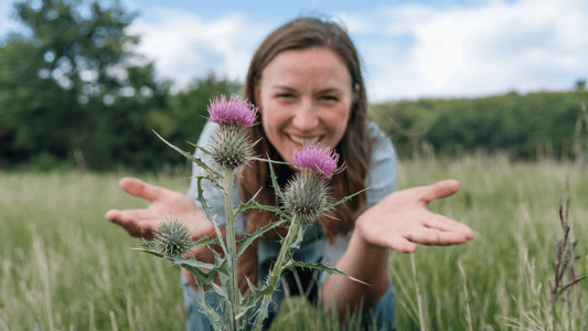 Mariendistel | Wirkung, Nebenwirkung und Dosierung (2025) - Zell Harmonie®
