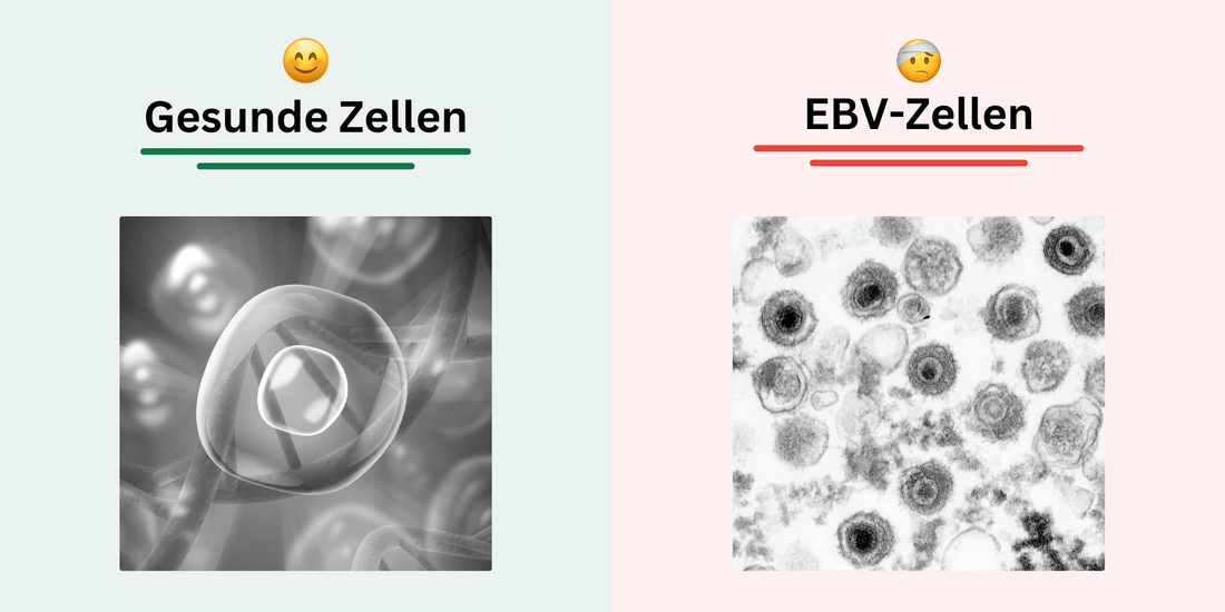 Pfeiffersches Drüsenfieber natürlich behandeln - Zell Harmonie®