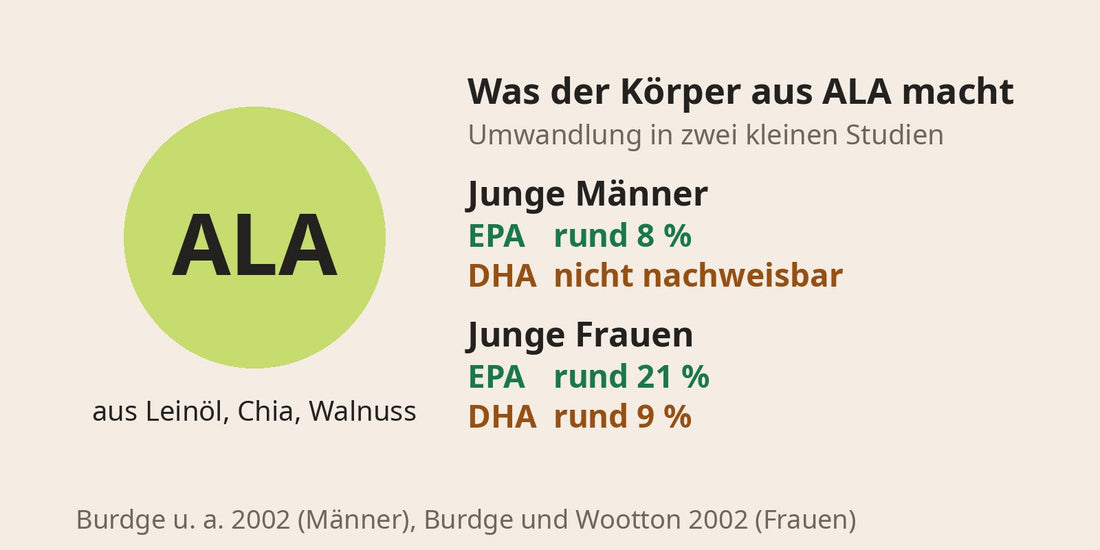 Grafik: Umwandlung von ALA in zwei kleinen Studien, junge Männer rund 8 % in EPA und kein nachweisbares DHA, junge Frauen rund 21 % in EPA und rund 9 % in DHA