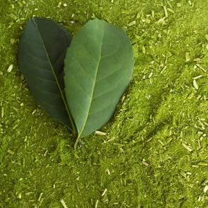Yerba Mate